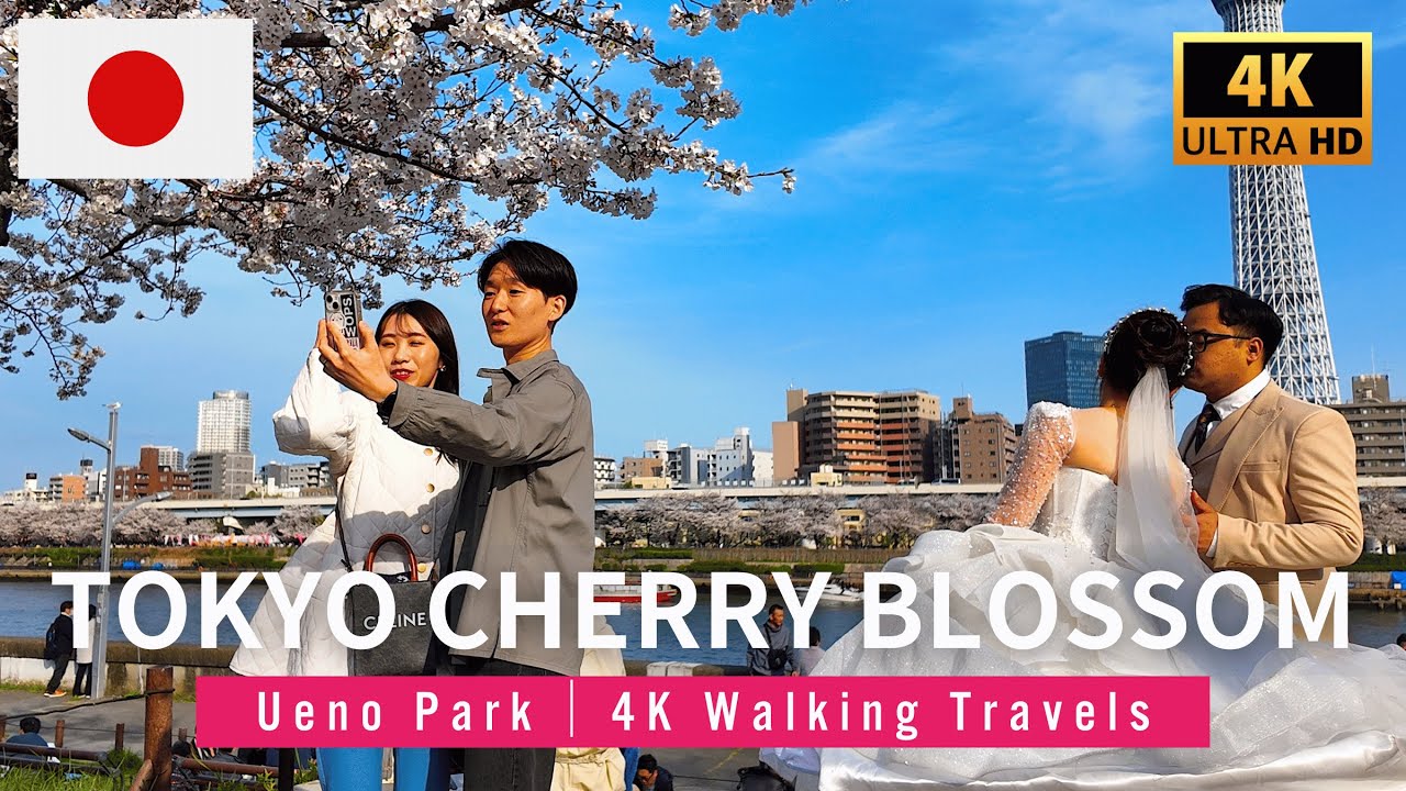🌸 Tokyo Cherry Blossom Walking Tour 2025 - Asakusa Sumida Park [4K/HDR/Immersive]