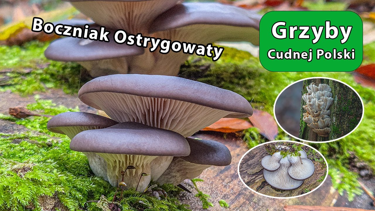 Boczniak Ostrygowaty - do lasu zamiast do sklepu (Pleurotus ostreatus)