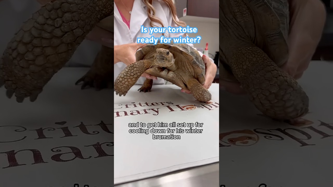 Don't Let Your Tortoise Suffer This Winter 