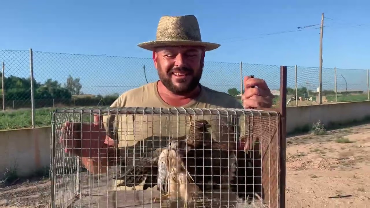 Mirar Camperos lo que a ca&iacute;do en esta jaula,dos Cernicalos peque&ntilde;os👍😍😘Siempre Parriba Mi Gente