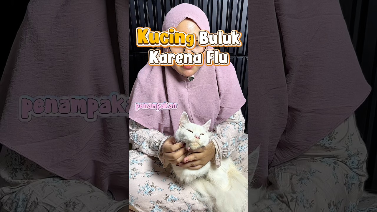 Rekomendasi obat flu kucing murah 