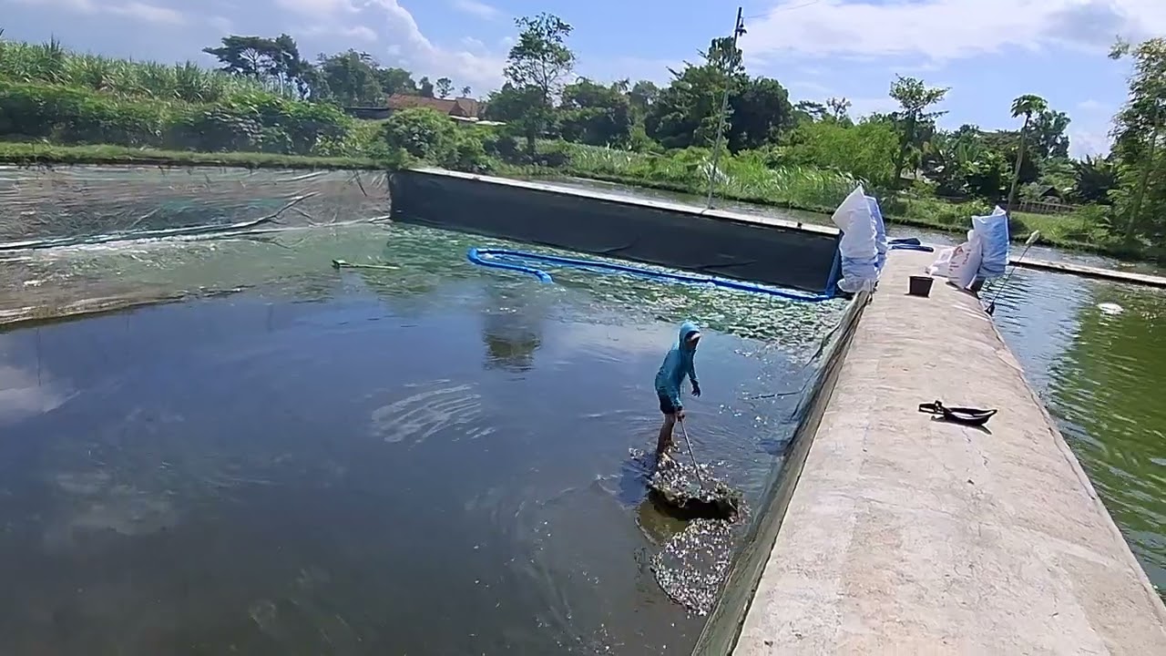 Budidaya Ikan Patin Intensif di Tulungagung Jawa Timur. Bisa produksi ikan 12 ton per kolam