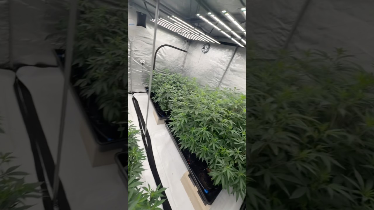 Flora flex 700 watt lights for the canopy dialed in #farming #floraflex #growtent #garden