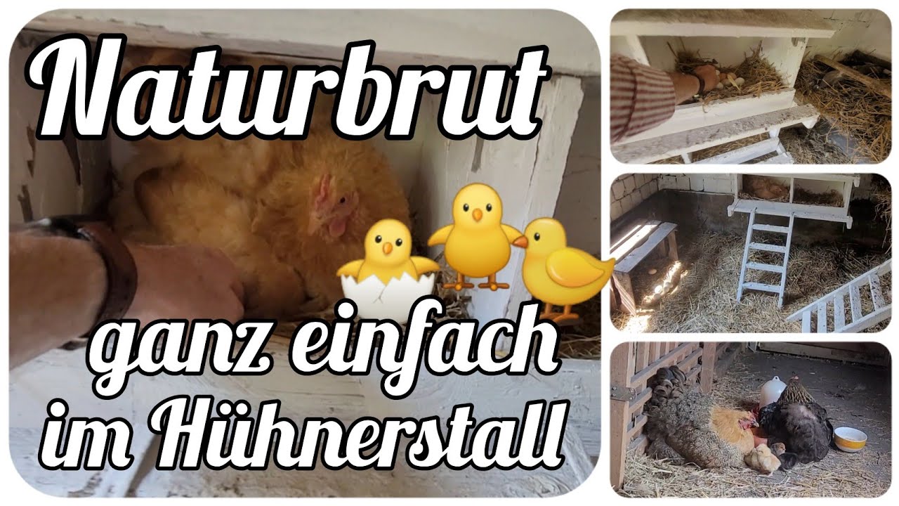 Naturbrut 🐣 K&uuml;ken ganz einfach im H&uuml;hnerstall ausbr&uuml;ten lassen 🐥