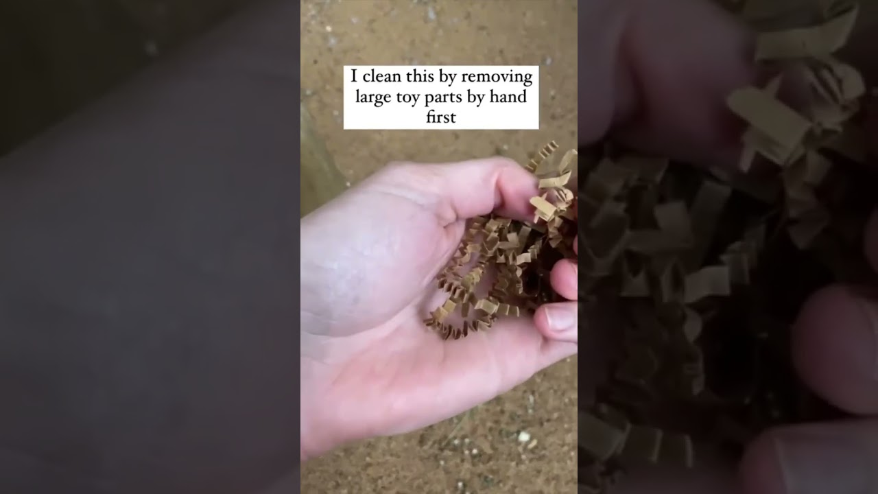 What&rsquo;s on the bottom of my foraging trees? #shorts #parrot #birds #birdtricks #budgies #pets