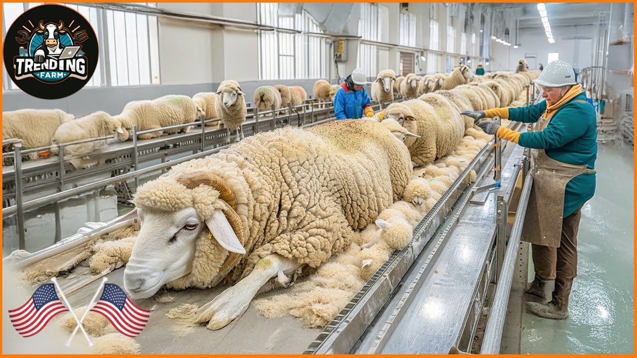 Mengejutkan ! Bagaimana Jutaan Ton Wol Domba Dan Daging Diproduksi Di Pabrik Modern