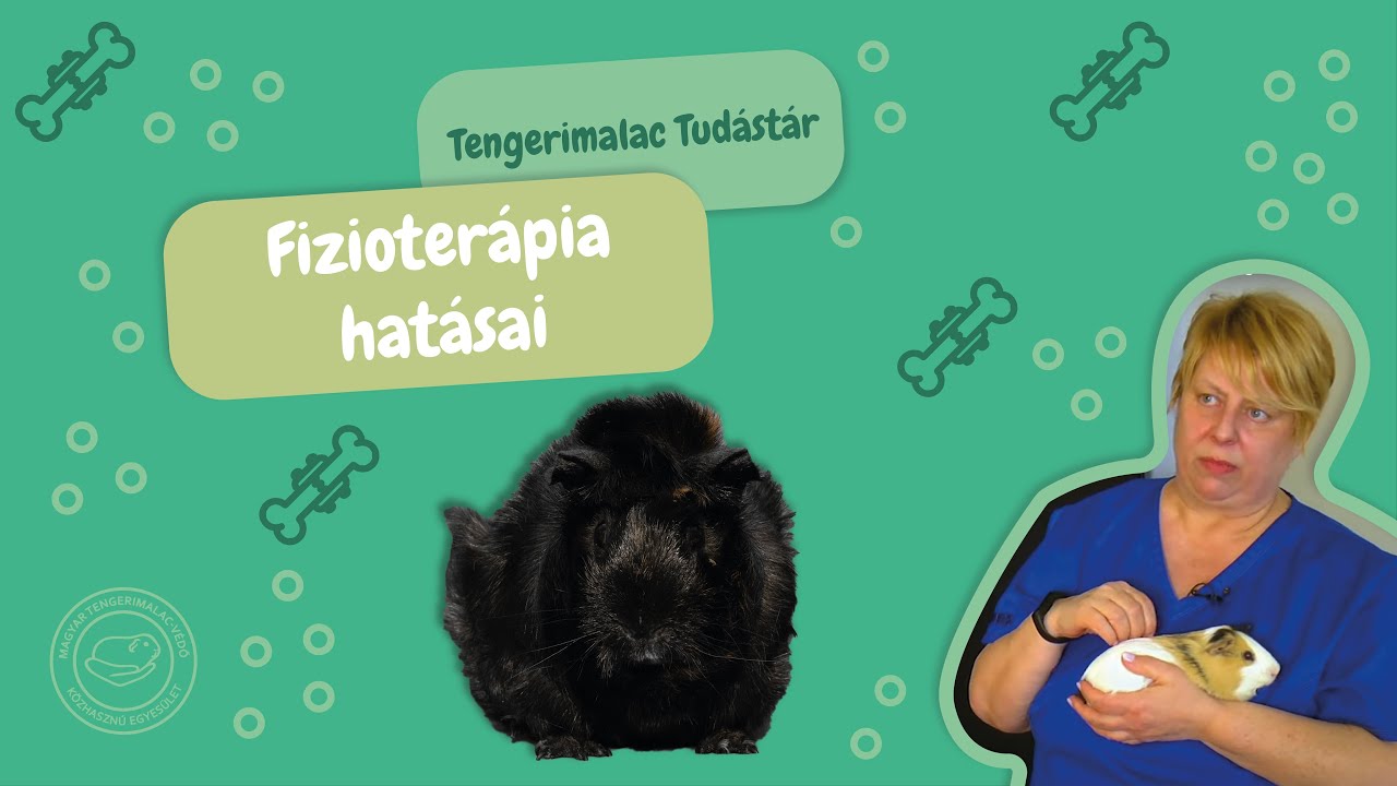 Milyen problémákon segíthet a fizioterápia tengerimalacoknál? (Tengerimalac Tudástár, 31. rész)