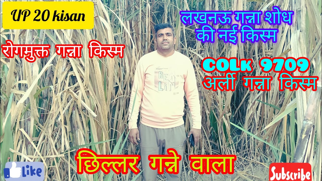 लखनऊ गन्ना शोध की नई किस्म colk -9709 अर्ली गन्ना किस्म रोगमुक्त गन्ना किस्म छिल्लर गन्ने वाला#up20 