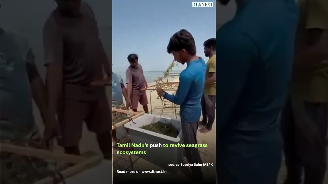 Tamil Nadu&rsquo;s push to revive seagrass ecosystems