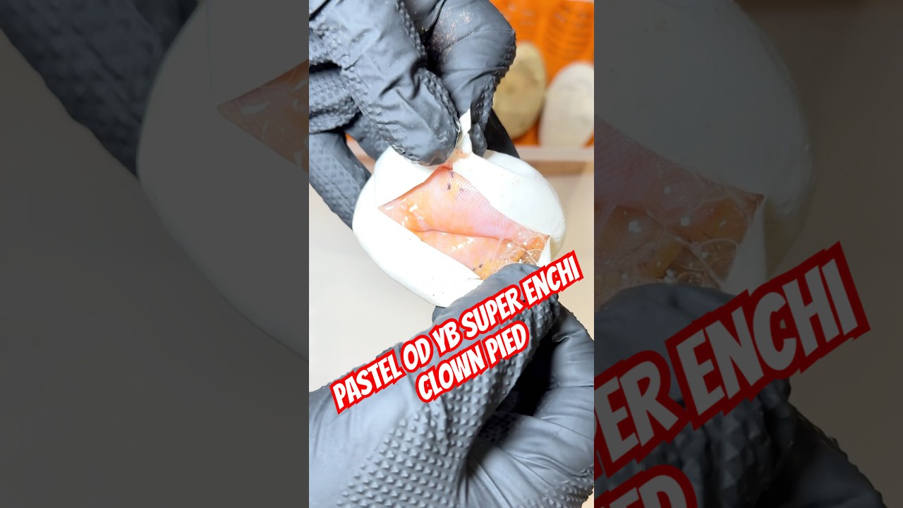 «Неожиданная кладка яиц с пятнистым оперением» — разведение шаровидных питонов 