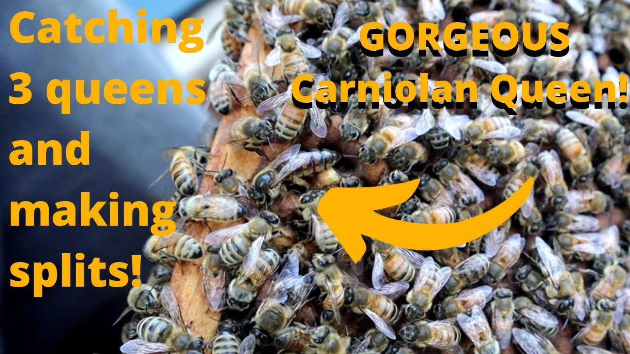Saving Big $$$$ Catching queens / making awesome splits in our homemade Hives