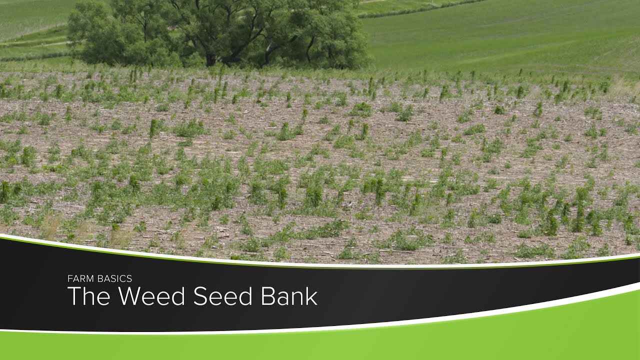 The Weed Seed Bank