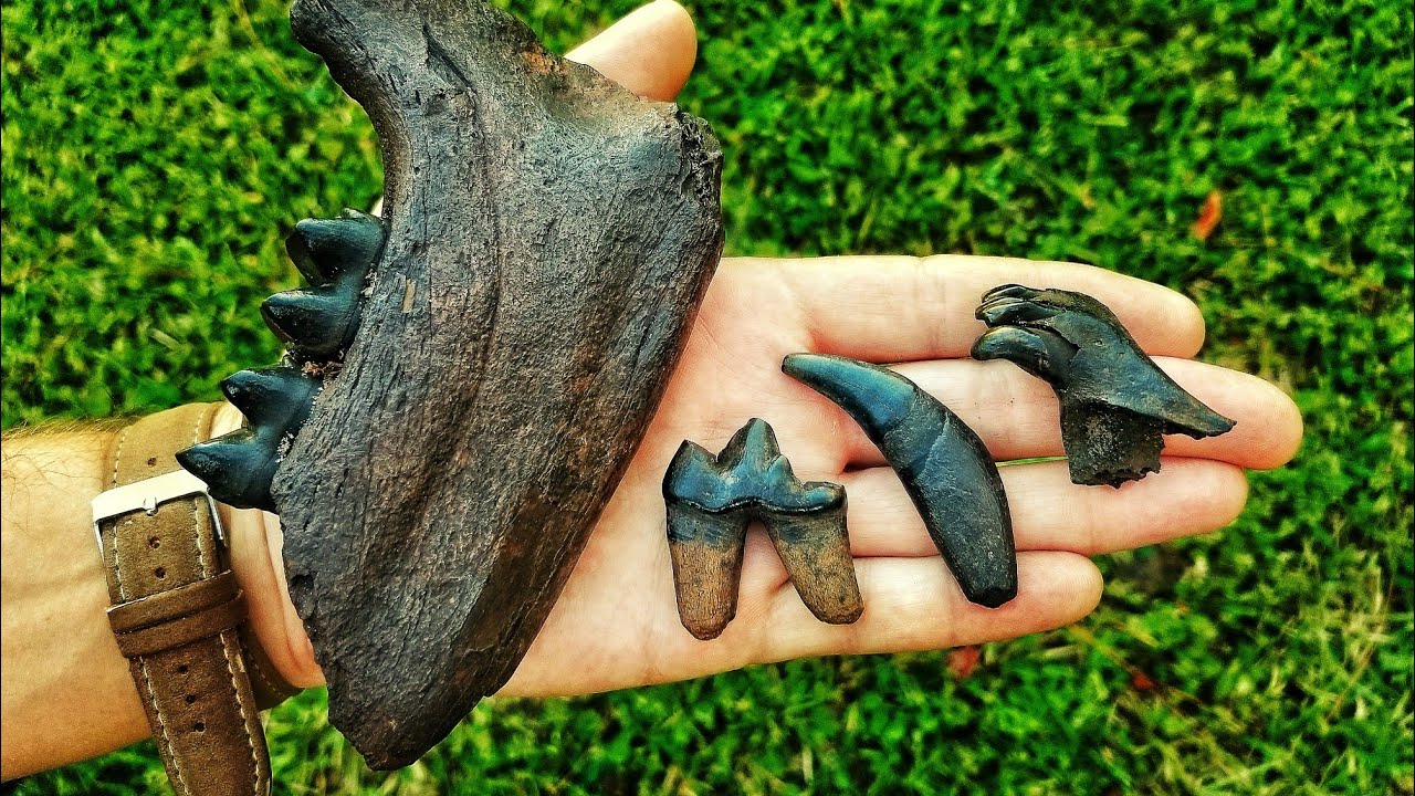 Florida Fossil Hunting - We Found INSANE Dire Wolf Teeth Snorkeling in the River!