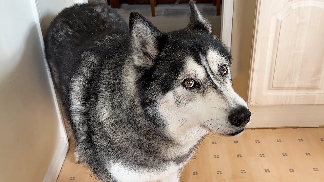 Husky Tries To Stop Us Leaving Without Him!