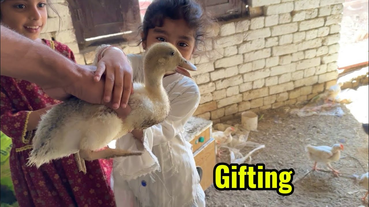 Aj Bachyy Ko Gift Kar Dii Duck 🦆 | Video End Tak Dekahin 