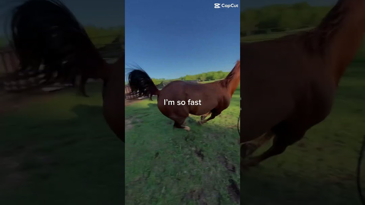 Lunge my barrel horse w me! #horse #equestrianjourney #fyp #barrelhorse
