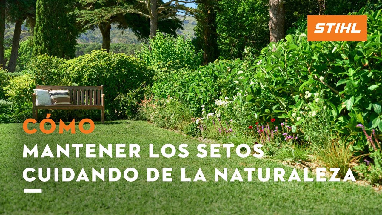 Cómo mantener los setos cuidado de la naturaleza | STIHL