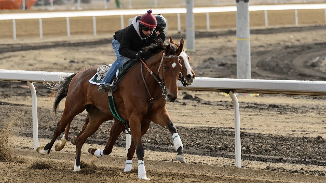 Excitement building in Alberta's horse racing community for historic first race at Century Mile