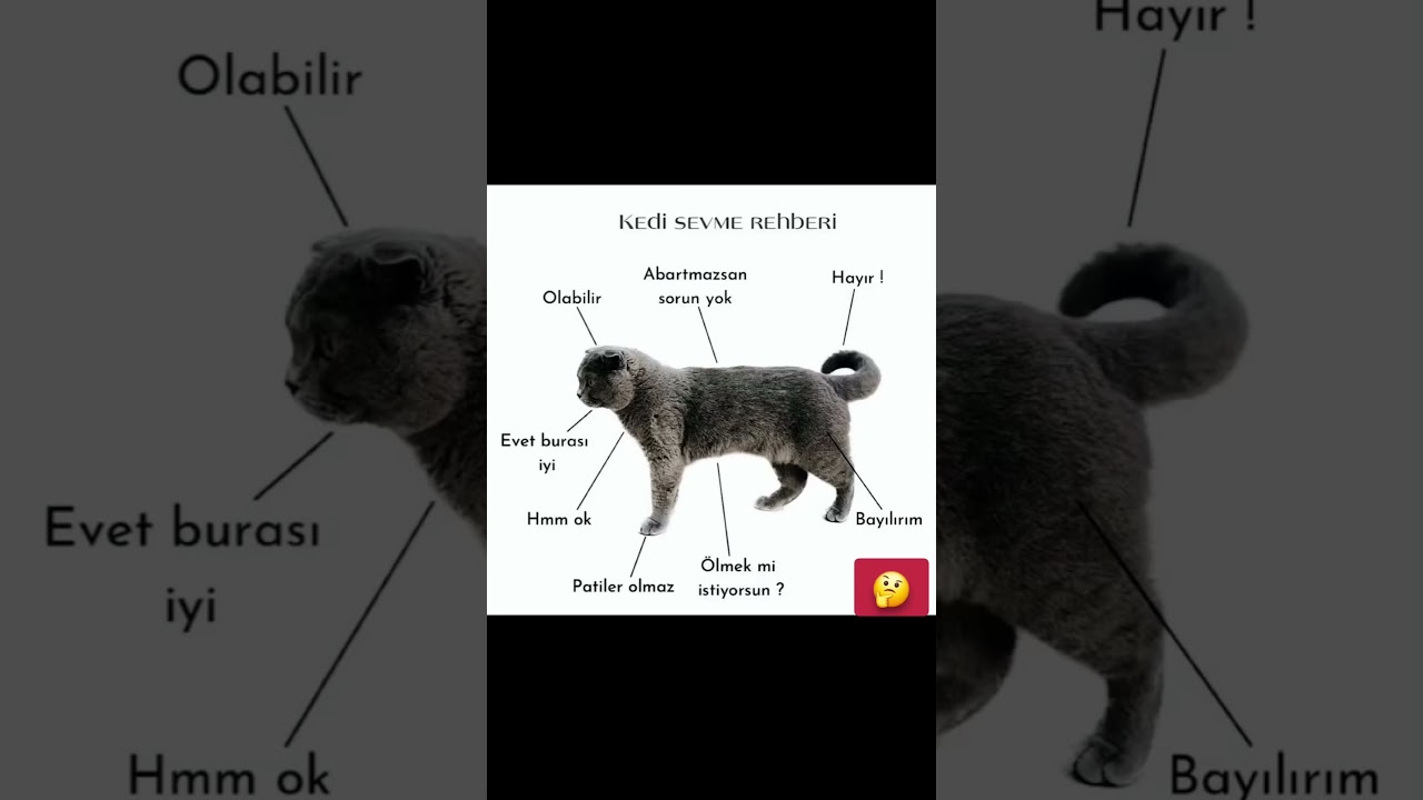 "Kedi Sevme Rehberi: Kedilerle Doğru İletişim Kurmanın Sırları"