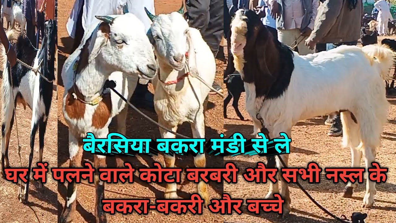 बैरसिया बकरा मंडी से ले घर में पलने वाले कोटा बरबरी और सभी नस्ल के बकरा-बकरी और बच्चे रेट-13/12/2025