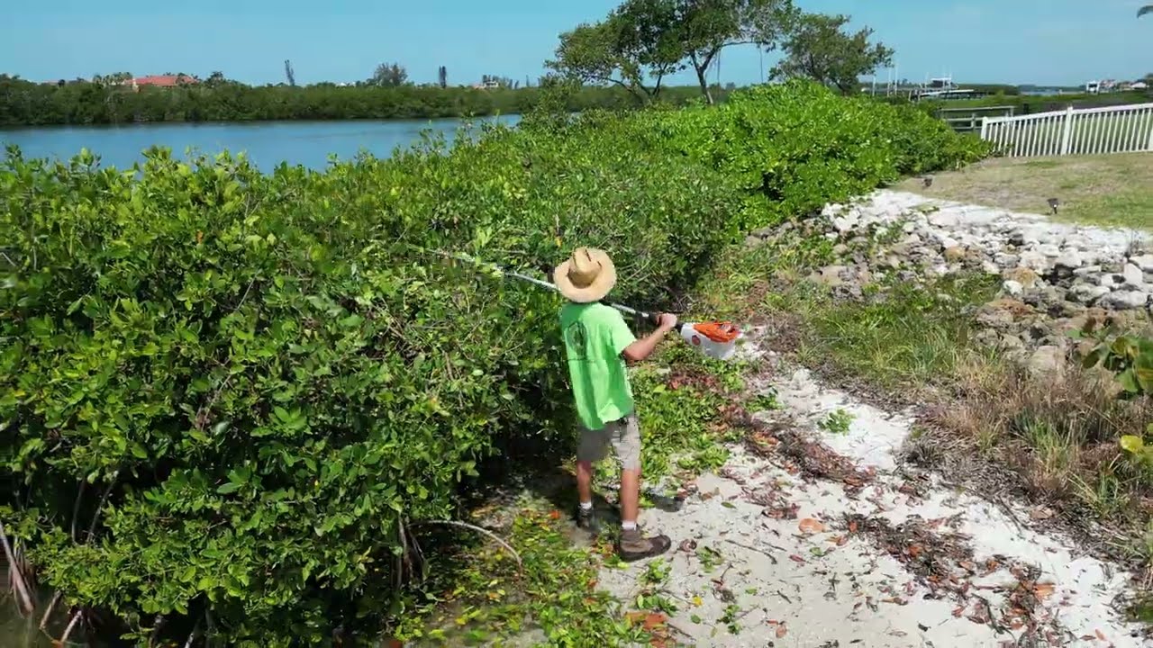 Professional mangrove trimming in Southwest Florida performed by an ISA Certified Arborist