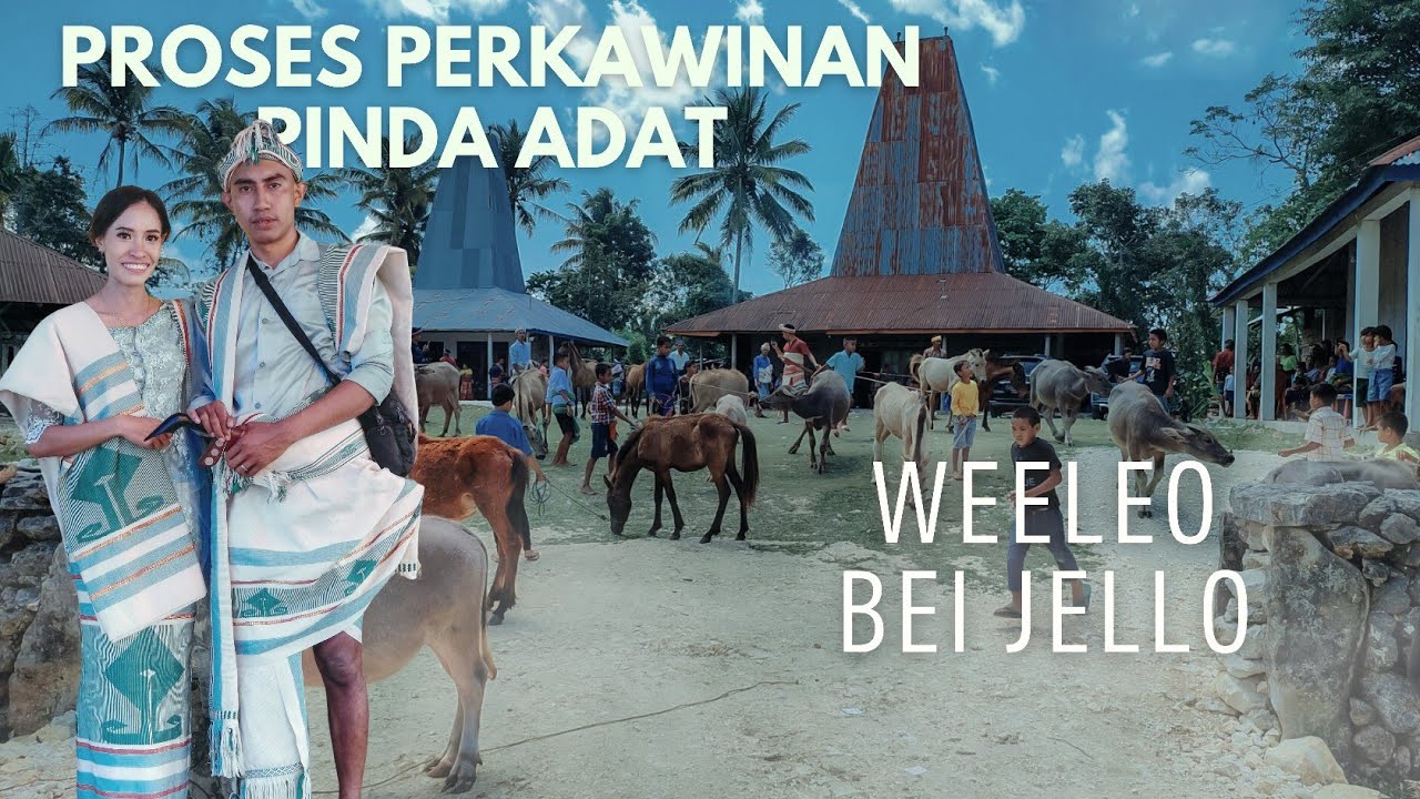 Proses Perkawinan di sumba Pinda Adat