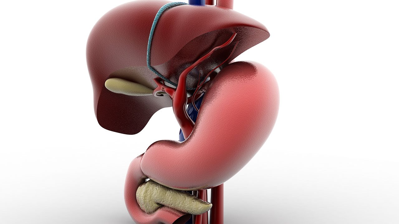 Human Physiology - Regulation of Pancreatic Juice and Bile Synthesis & Secretion