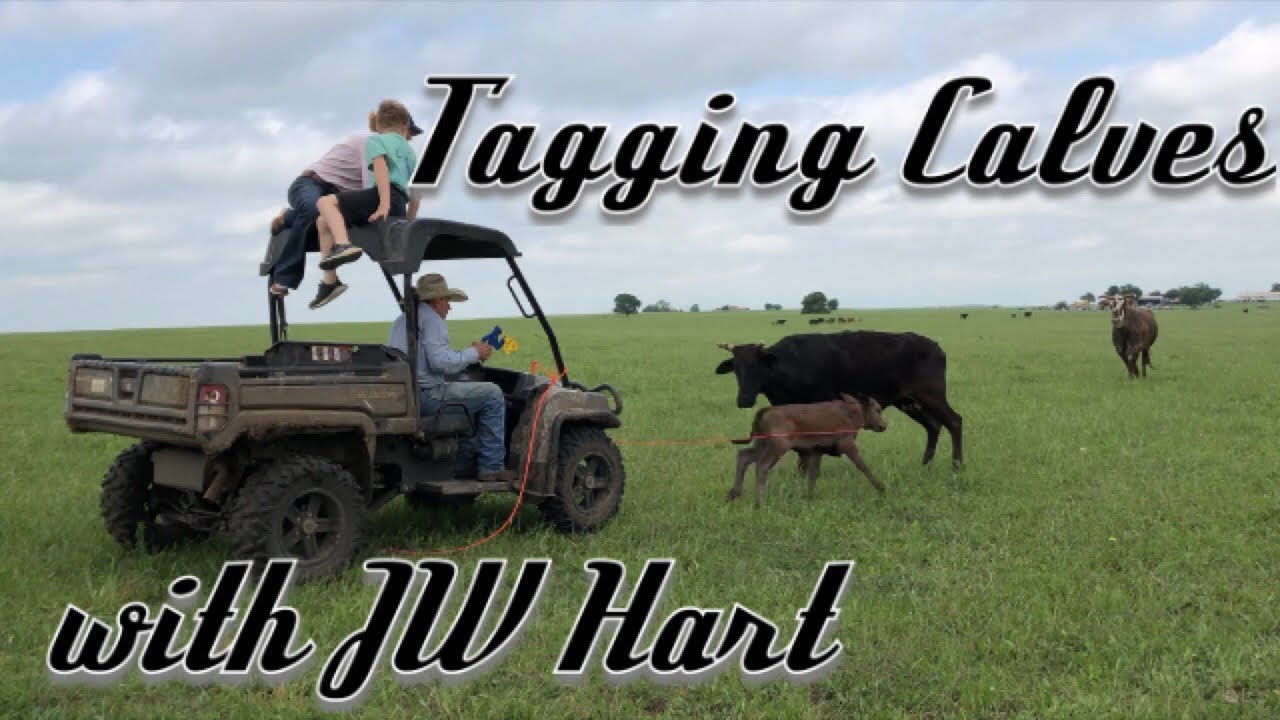 Tagging Calves with JW Hart