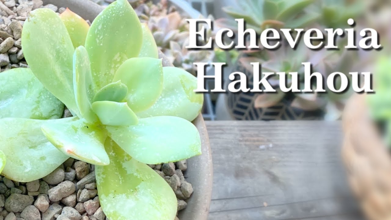 Echeveria Hakuhou | Pallida x Laui | Trasplante y Cuidados
