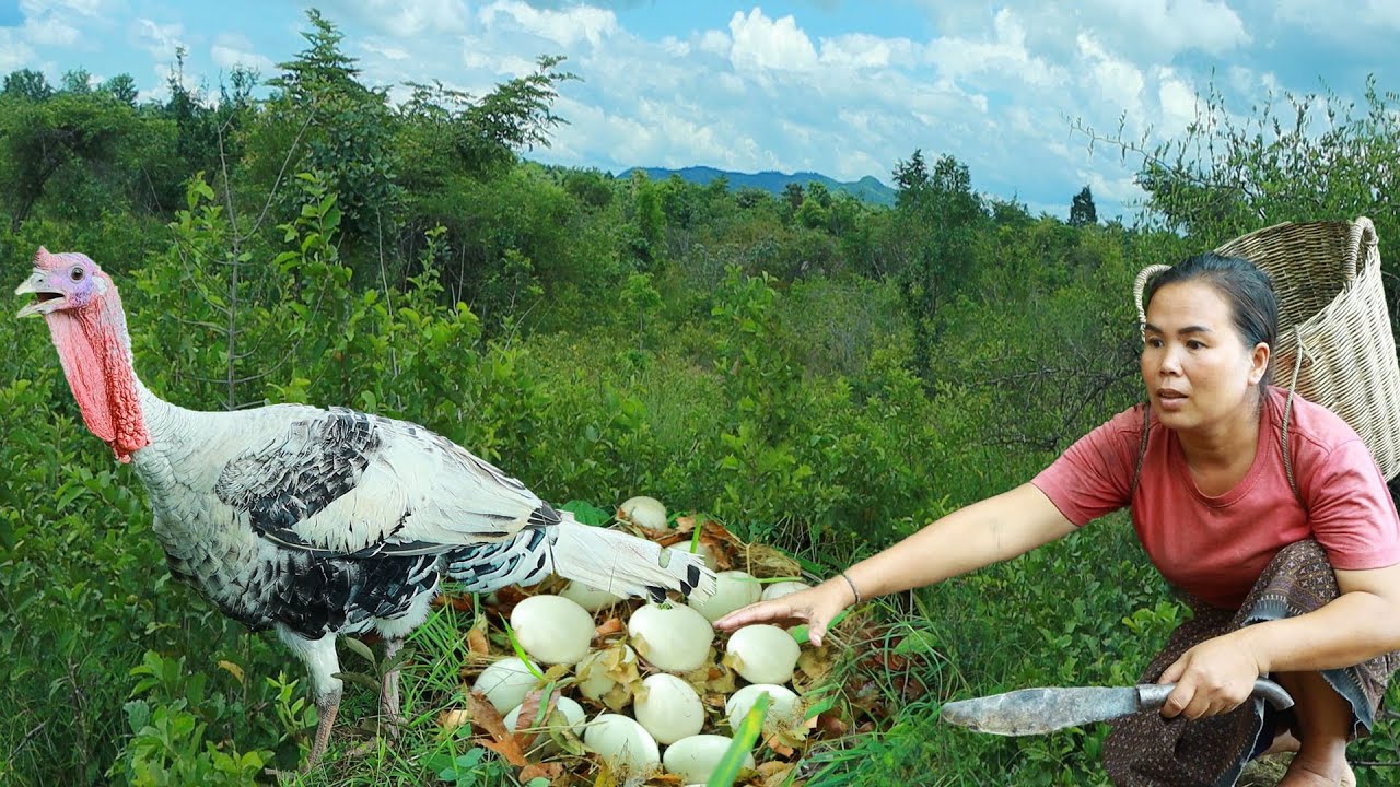 survival in the rainforest-found turkey eggs with eggplants for cook & give to pets HD