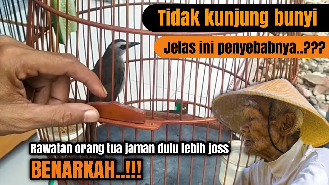 Orang tua dulu merawat TRUCUKAN ko bisa josss kenapa || ini jawabanya‼️