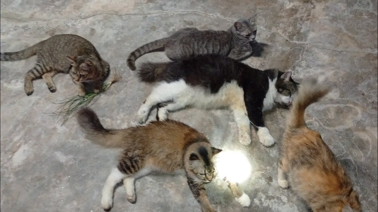 Keluarga Kucing..