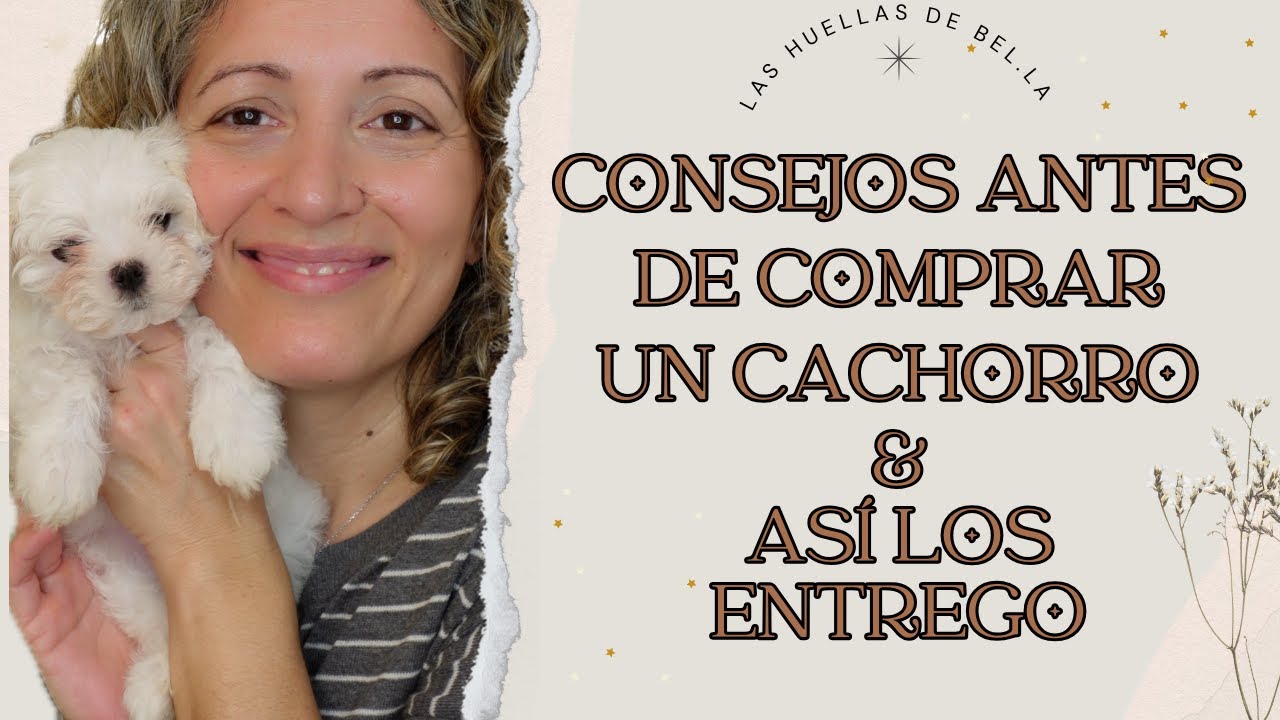 🐶 Consejos antes de comprar un cachorro 💖 Así los entrego #bichonmaltes #crianzarespetuosa