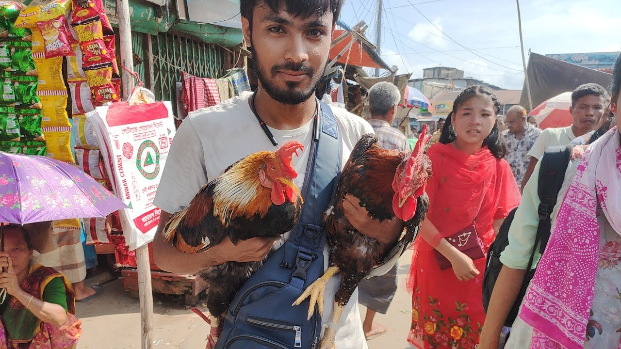 অনেক বড় বড় ২ টা পাহাড়ি মোরগ কিনলাম প্রজননের জন্য। পাহাড়ি মোরগ গুলো এত বড় আর সুন্দর যে দেখার মত।