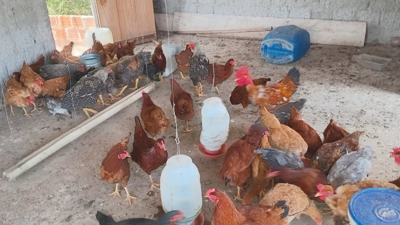 Tratando das galinhas  e pintos 
