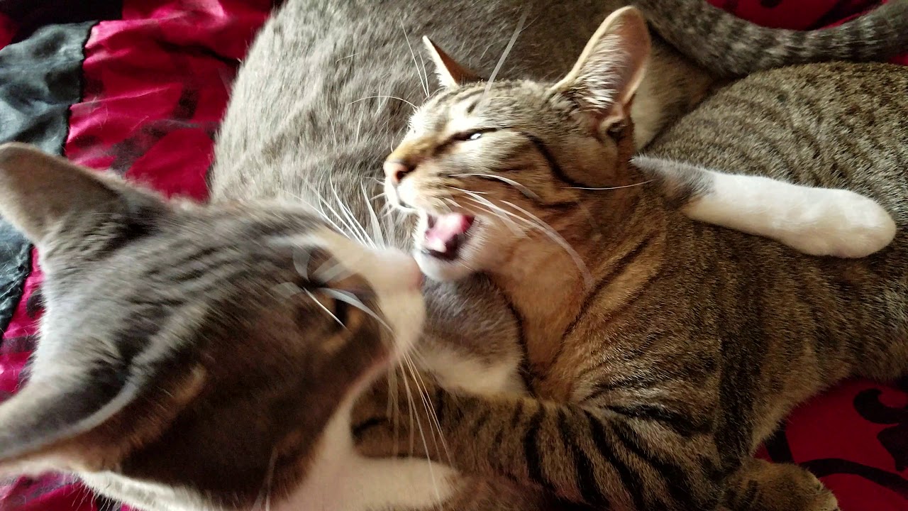Adult cat grooming kitten