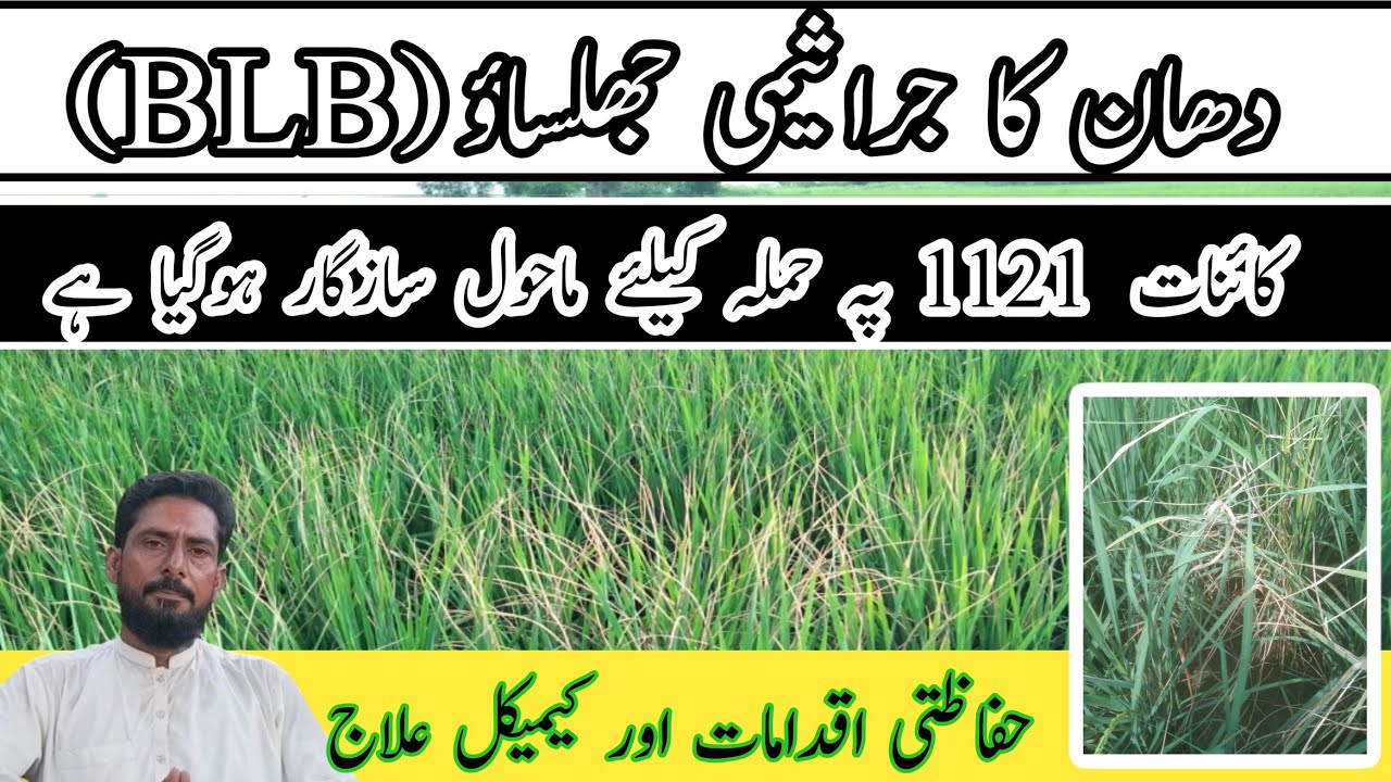 Bacterial Leaf Blight of rice۔