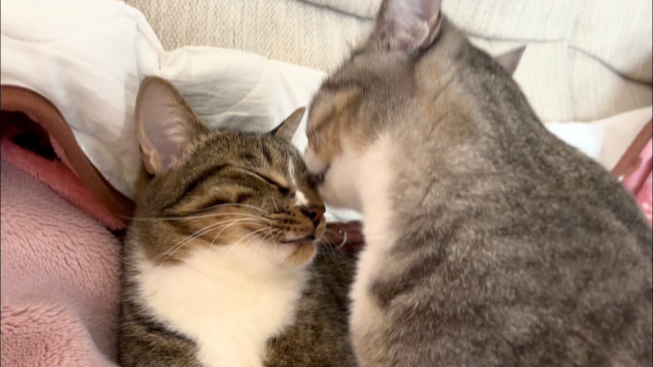 仲良しきょうだい猫。