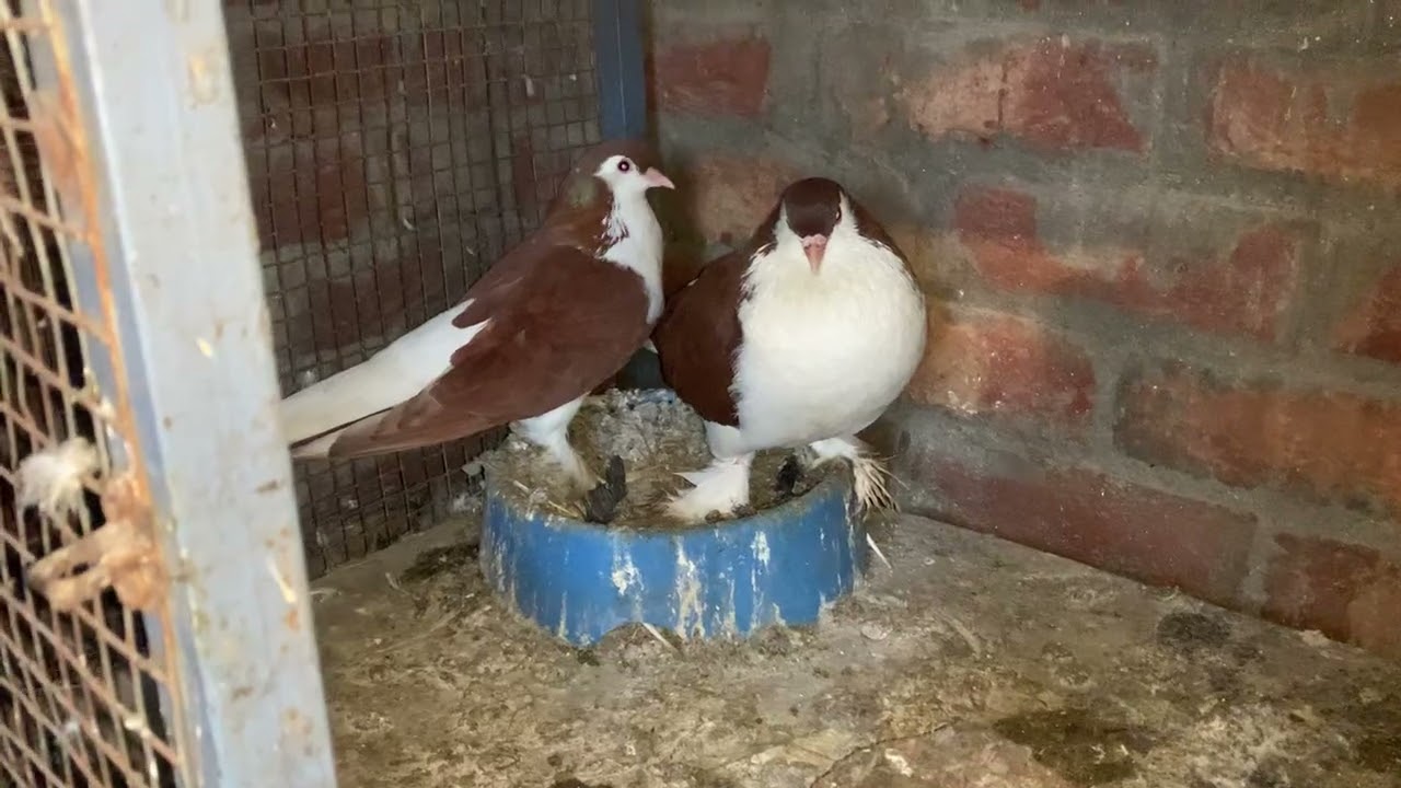 Lahori pigeon 