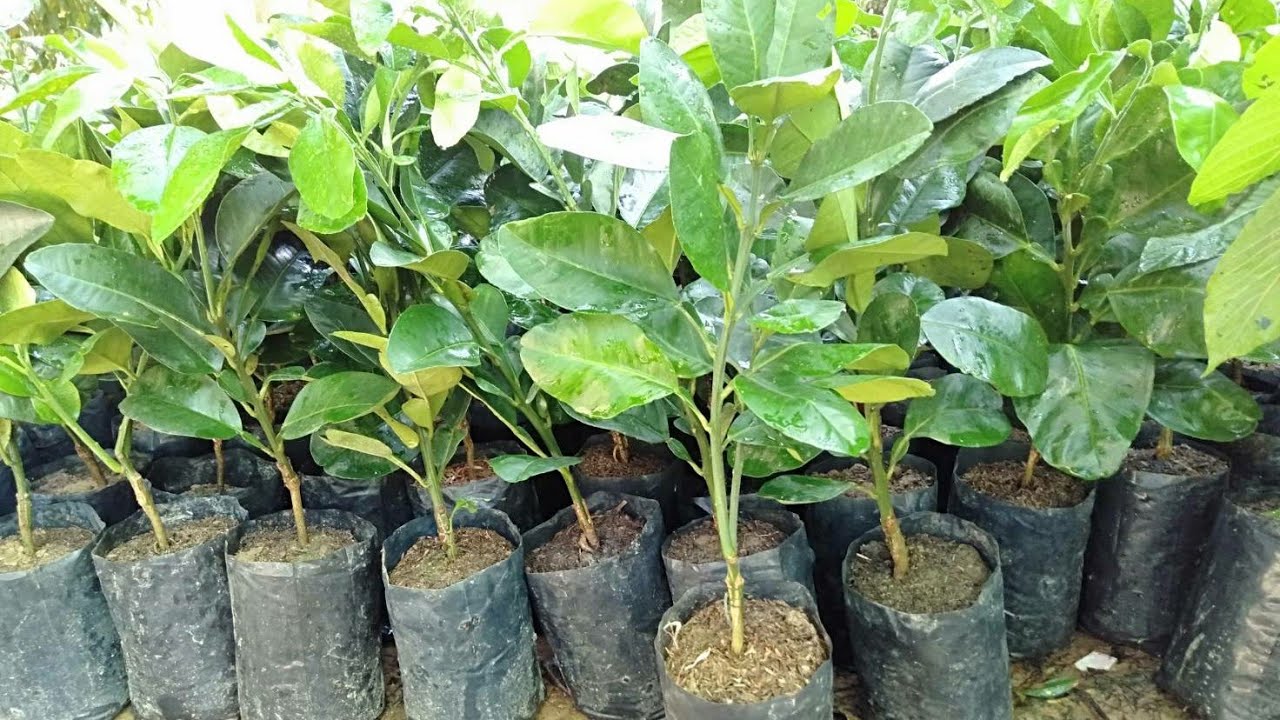 ขายต้นพันธุ์ส้มโอทับทิมสยามของแท้100%ไม่กลายพันธุ์ ต้นงามๆ