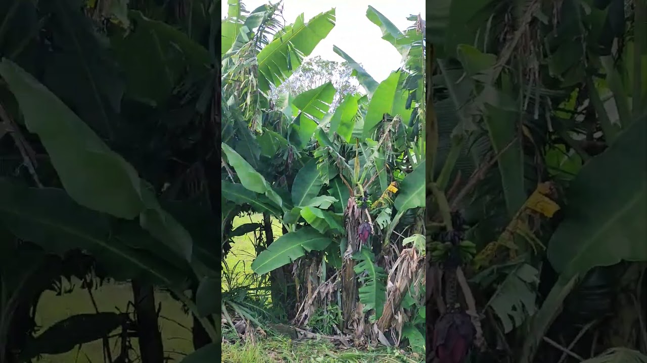 Roçando estrada 