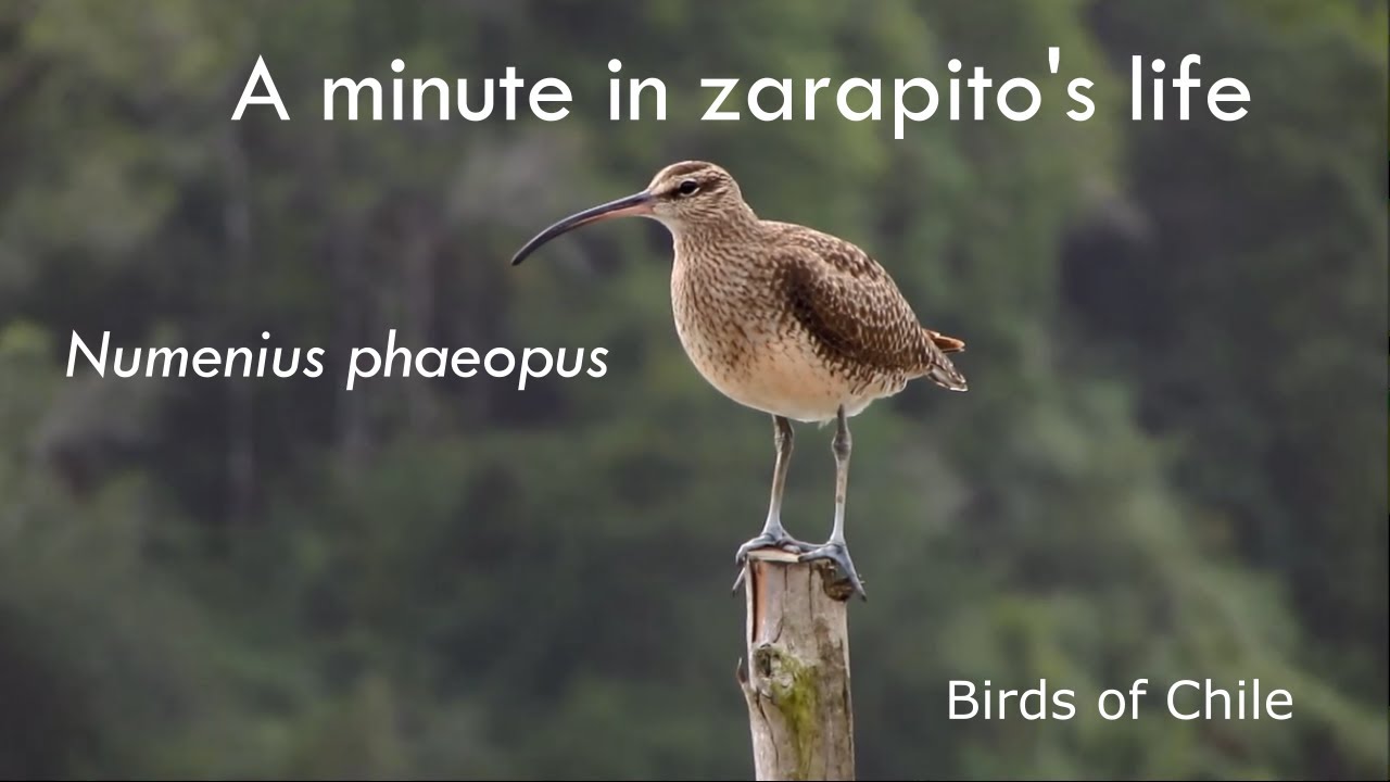 Zarapito, a minute in its life #wildlife