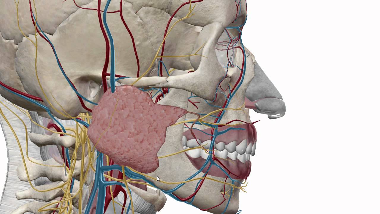 Salivary Glands Location 3d | مكان الغدد اللعابية | Hassan Auf