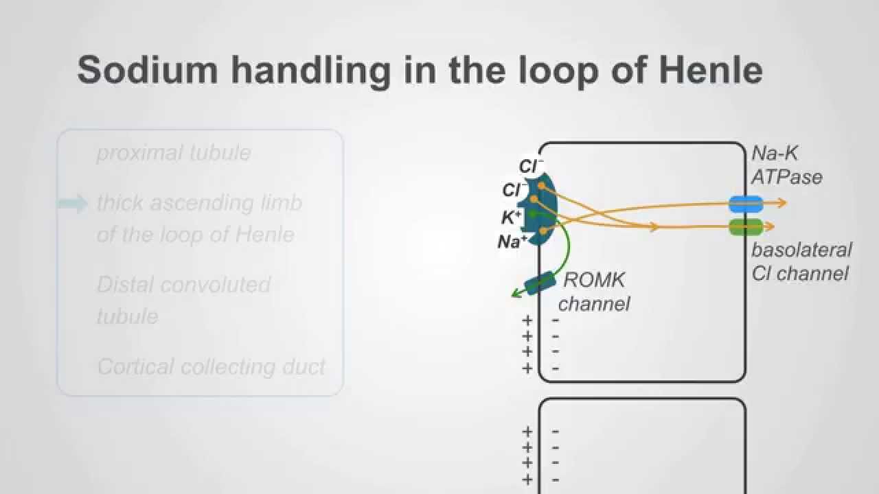 Loop Diuretics: Mechanism & Clinical Use