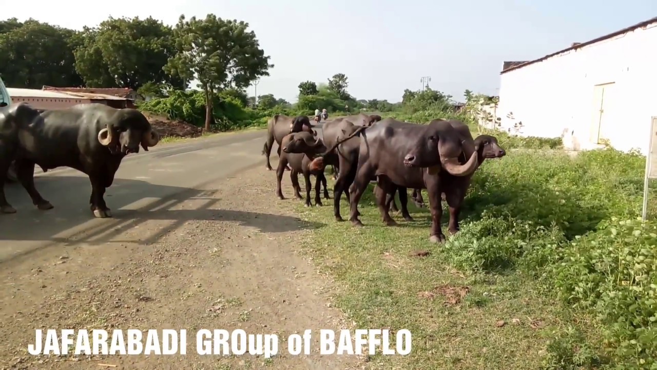 JAFARABADI BAFFLO WANT OUT SIDE AT GAUSHALA