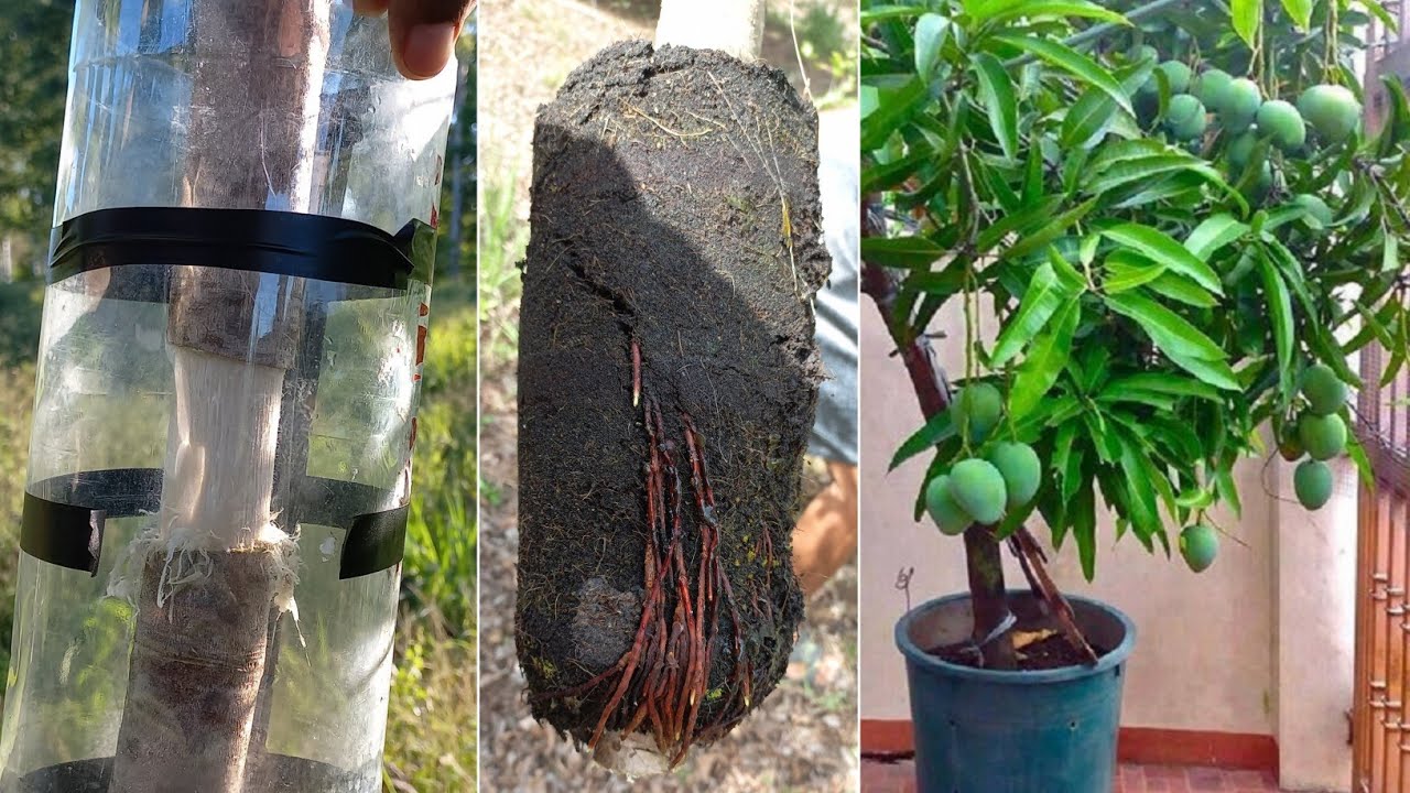How to Air Layering Big Mango Tree Easy Way - No Use Hormone - The root grow fast 100%