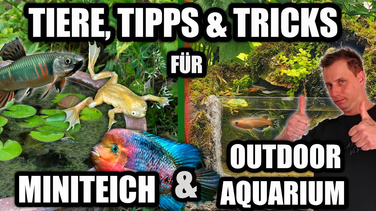 Geeignete Fische für Outdoor Aquarium & Miniteich + Tipps & Tricks