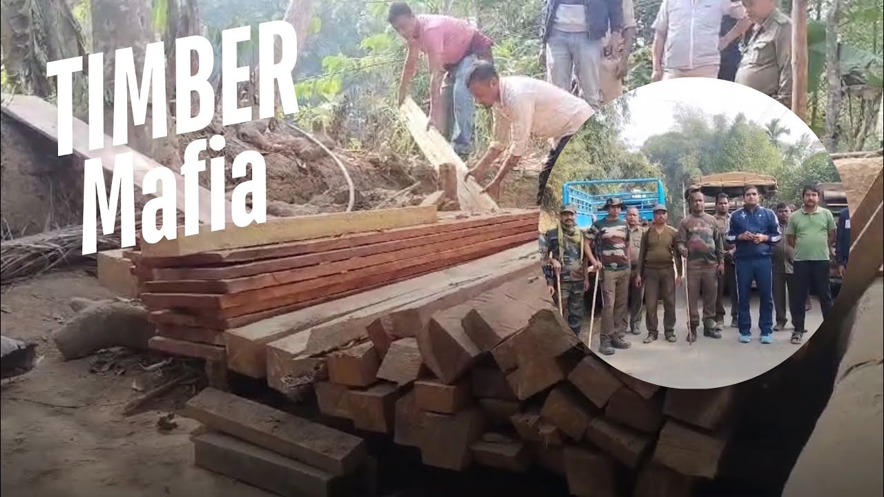 Illegal Timber Seized in Secret Forest Department Operation | Timber Mafia on the Run
