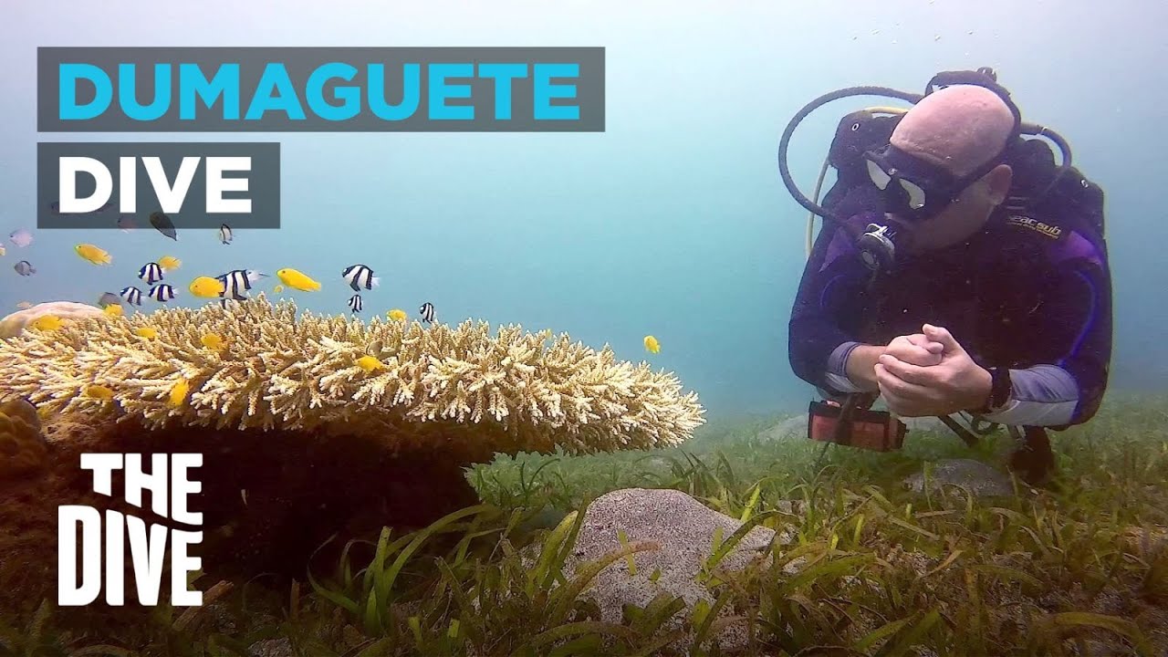 Dumaguete's Banilad Sanctuary, Underwater Coral Gardens and Proposed Reclamation Project | THE DIVE