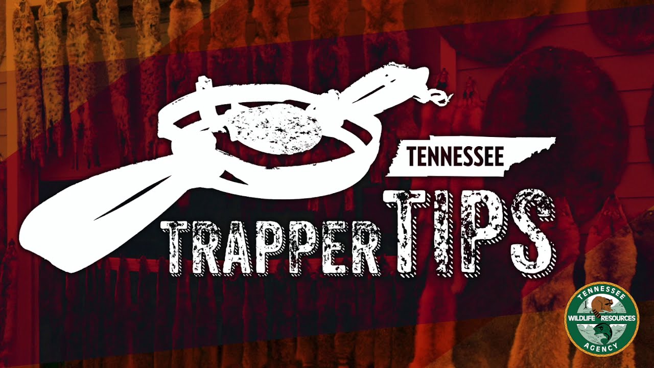 Trapping Skunks - TWRA Trapper Tip